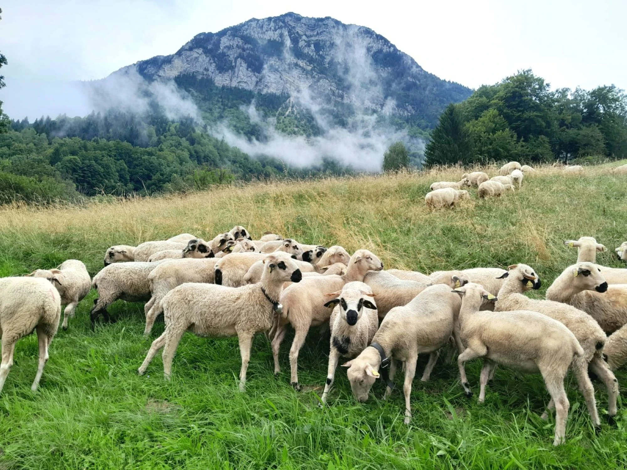 Image for Brindille de laine, à pas feutrés, aventure contée!