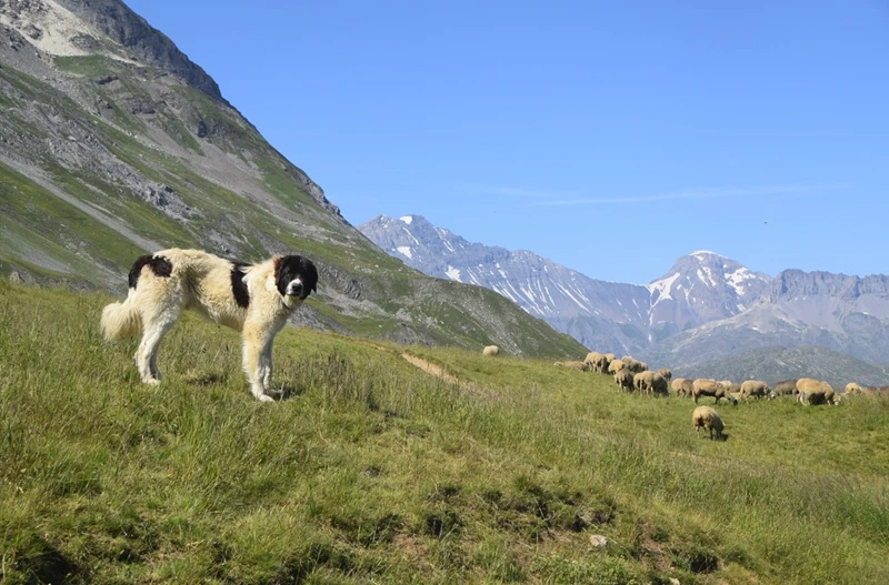 Image for Marcher avec le vivant : agriculture et biodiversité en alpage