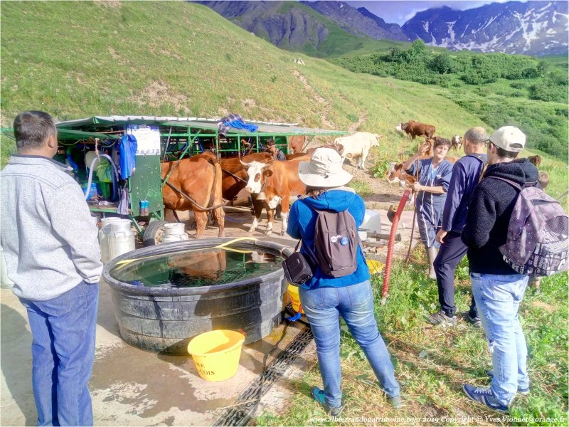 La traite des vaches en alpage