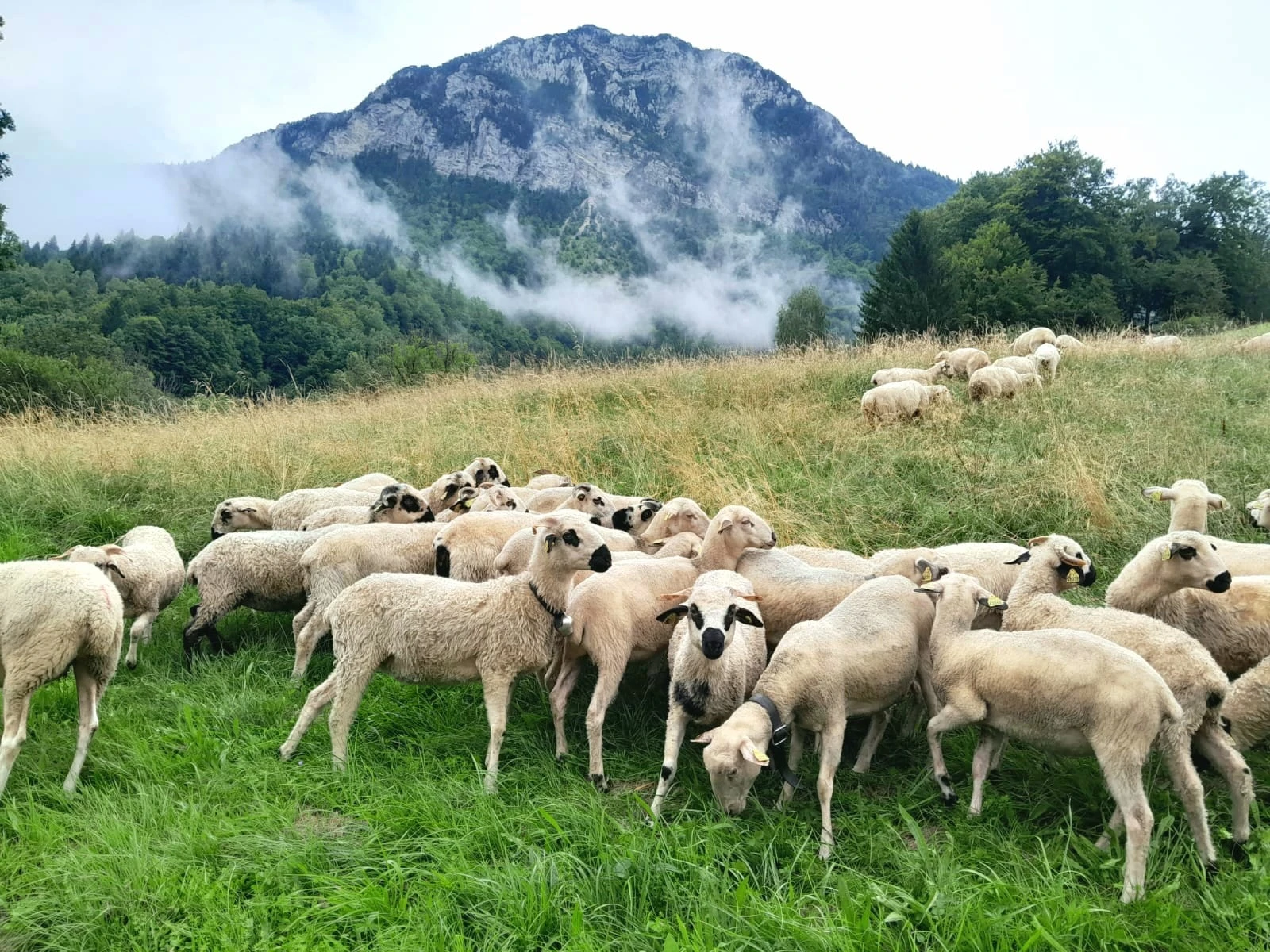 Image for Brindille de laine, à pas feutrés, aventure contée ! l Renc’Arts du Parc