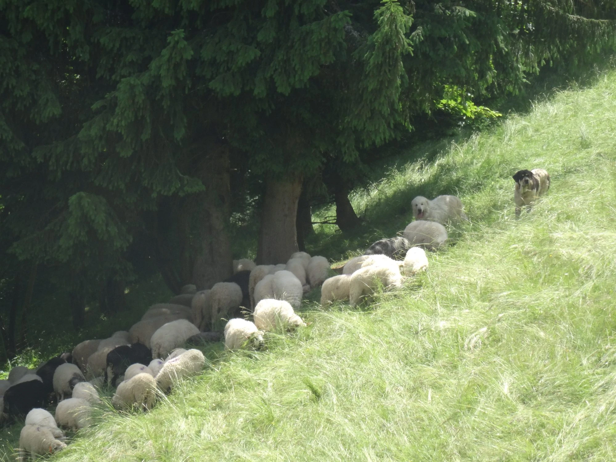 Image for Sessions d’information et de sensibilisation pour les professionnels – Chiens de protection des troupeaux