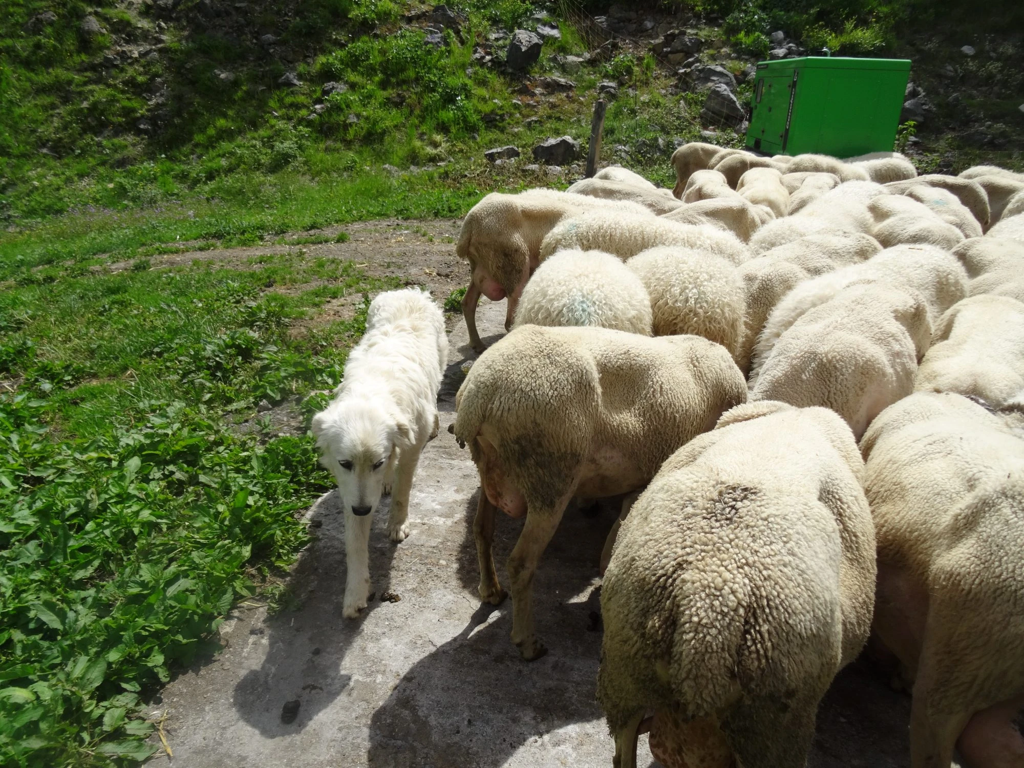 Image for Sessions d’information et de sensibilisation pour les professionnels – Chiens de protection des troupeaux