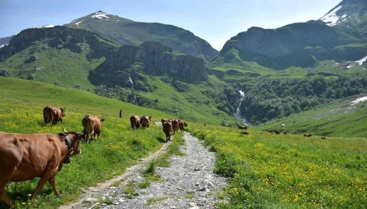Image for À la rencontre d’un alpagiste au hameau de la Gittaz