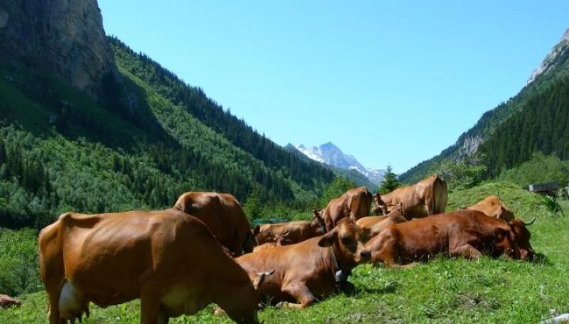 Randonnée-découverte : Matin’alpage à Ritord