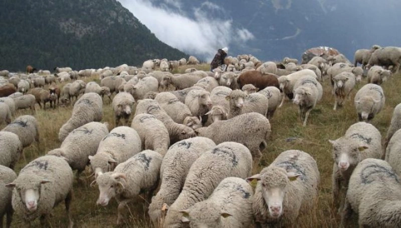 Visite guidée : rendez-vous à la ferme !