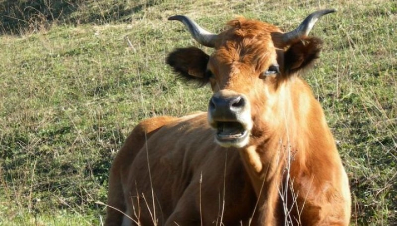 À la rencontre d’un alpagiste sur le vallon de l’Arpire
