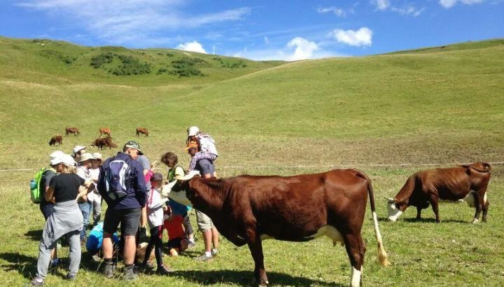 Image for Visite guidée : A la rencontre d’un alpagiste sur les pentes de Bisanne