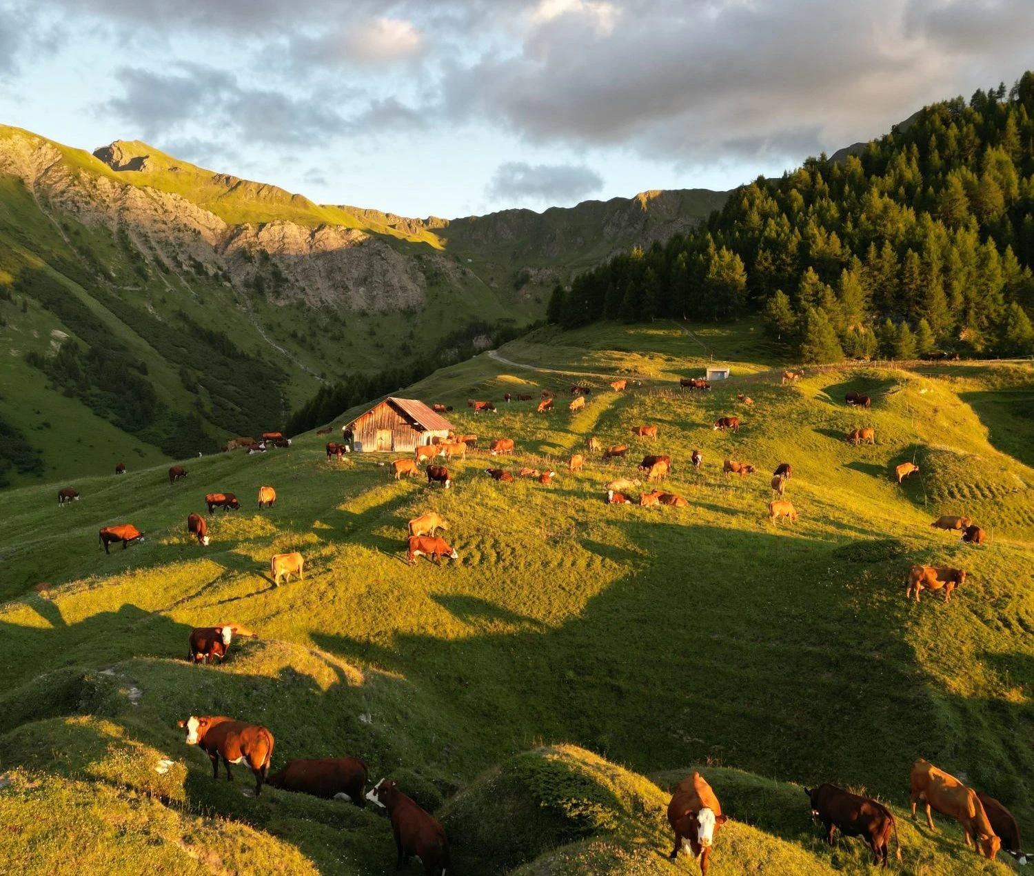 Image for Visite de l’Alpage de Prajourdan