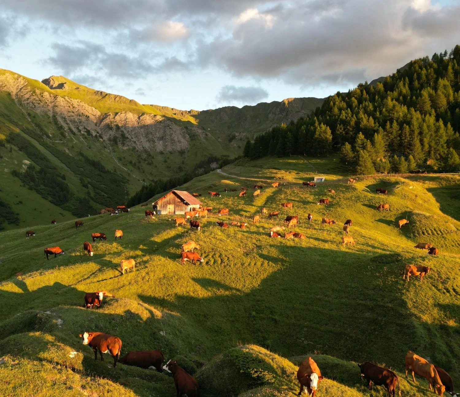 Image for Visite de l’Alpage de Prajourdan